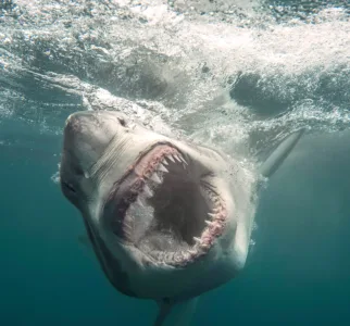 King of the ocean: Rei Ami, Ken Jeong take a bite out of ‘Shark Week’